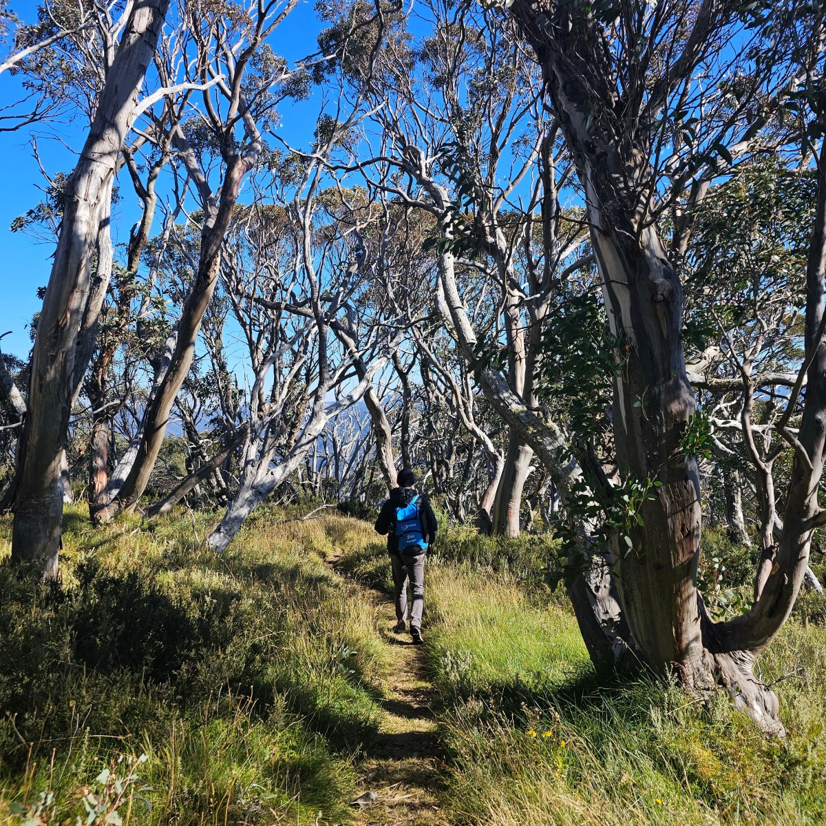 Hiking the Falls to Hotham Alpine&nbsp;Crossing