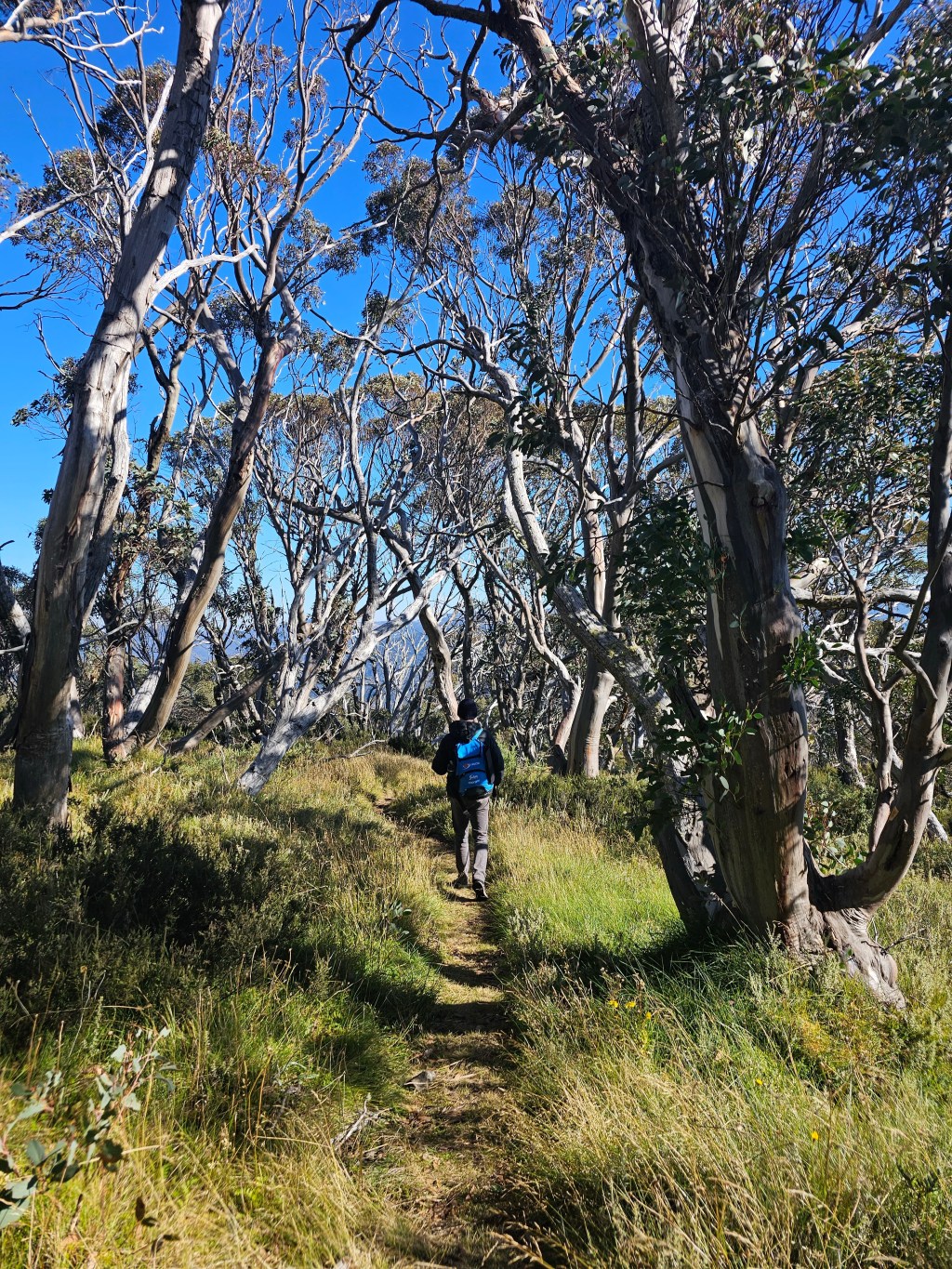 Hiking the Falls to Hotham Alpine Crossing