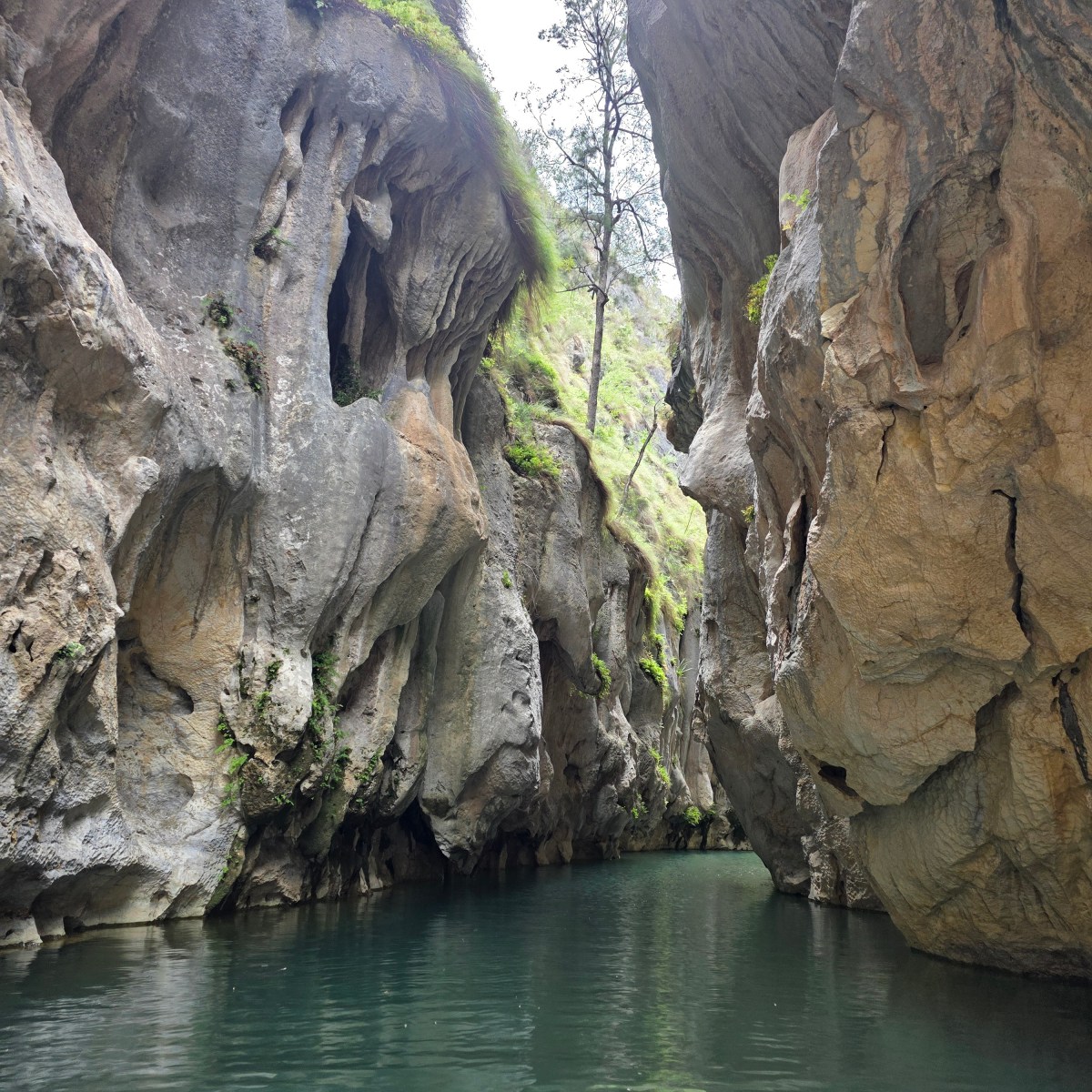 Mares Forest Creek&nbsp;Canyon